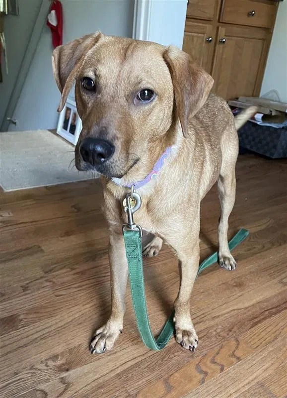 Lost dog in Manassas, VA, 20111