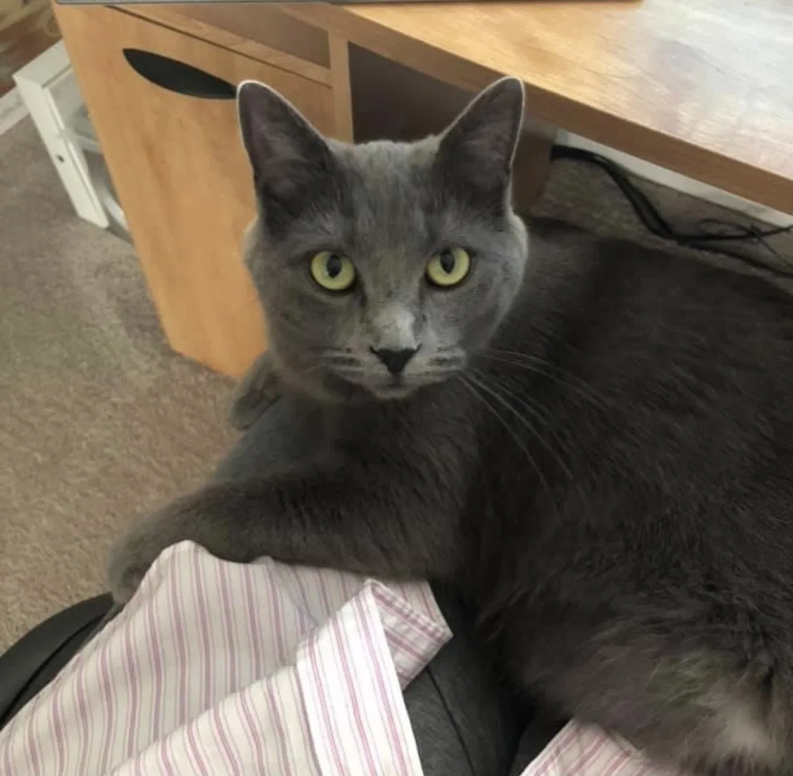 Lost cat in Virginia Beach, VA, 23451