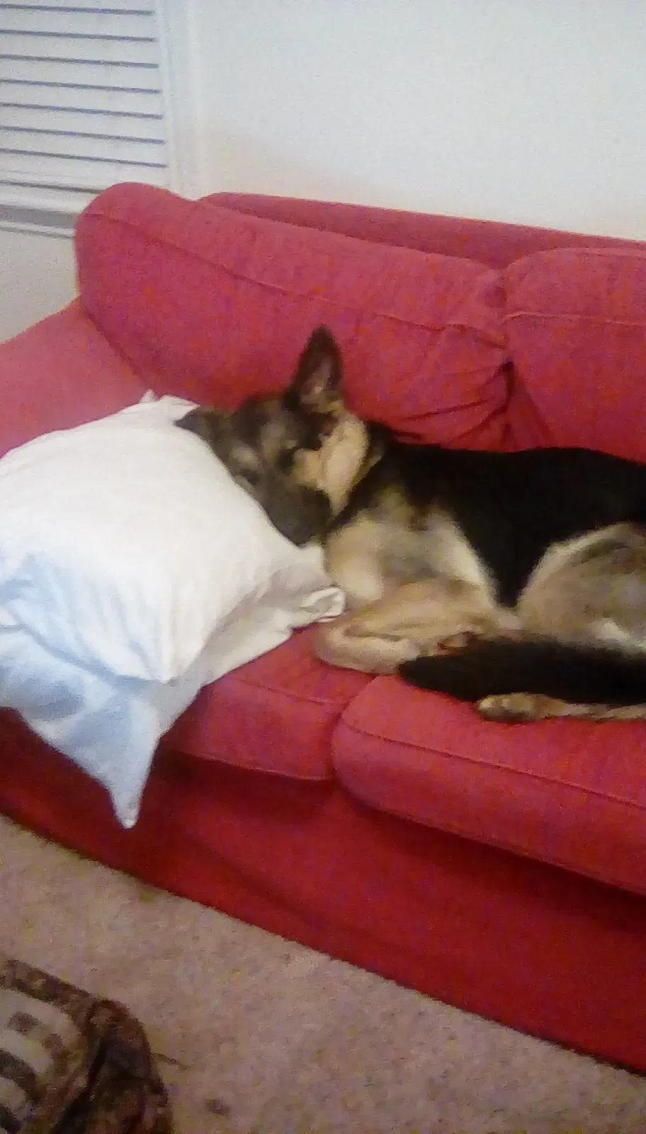 Lost dog in Priest River, ID, 83856