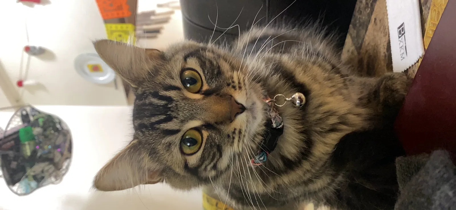 Lost cat in Veradale, WA, 99037