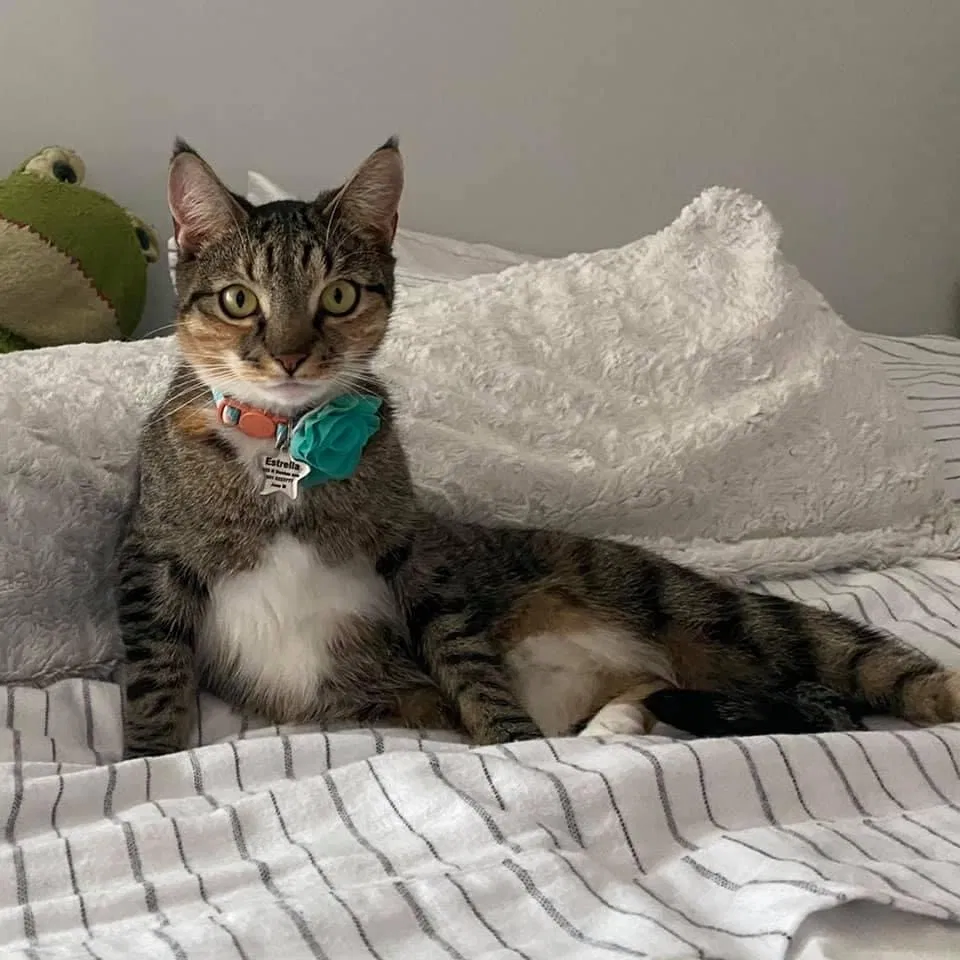 Lost cat in Patchogue, NY, 11772