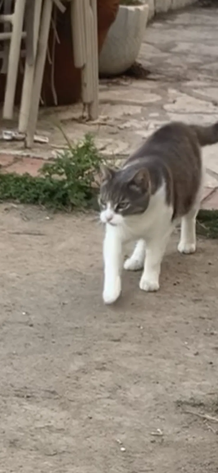 Lost cat in Rancho Palos Verdes, CA, 90275