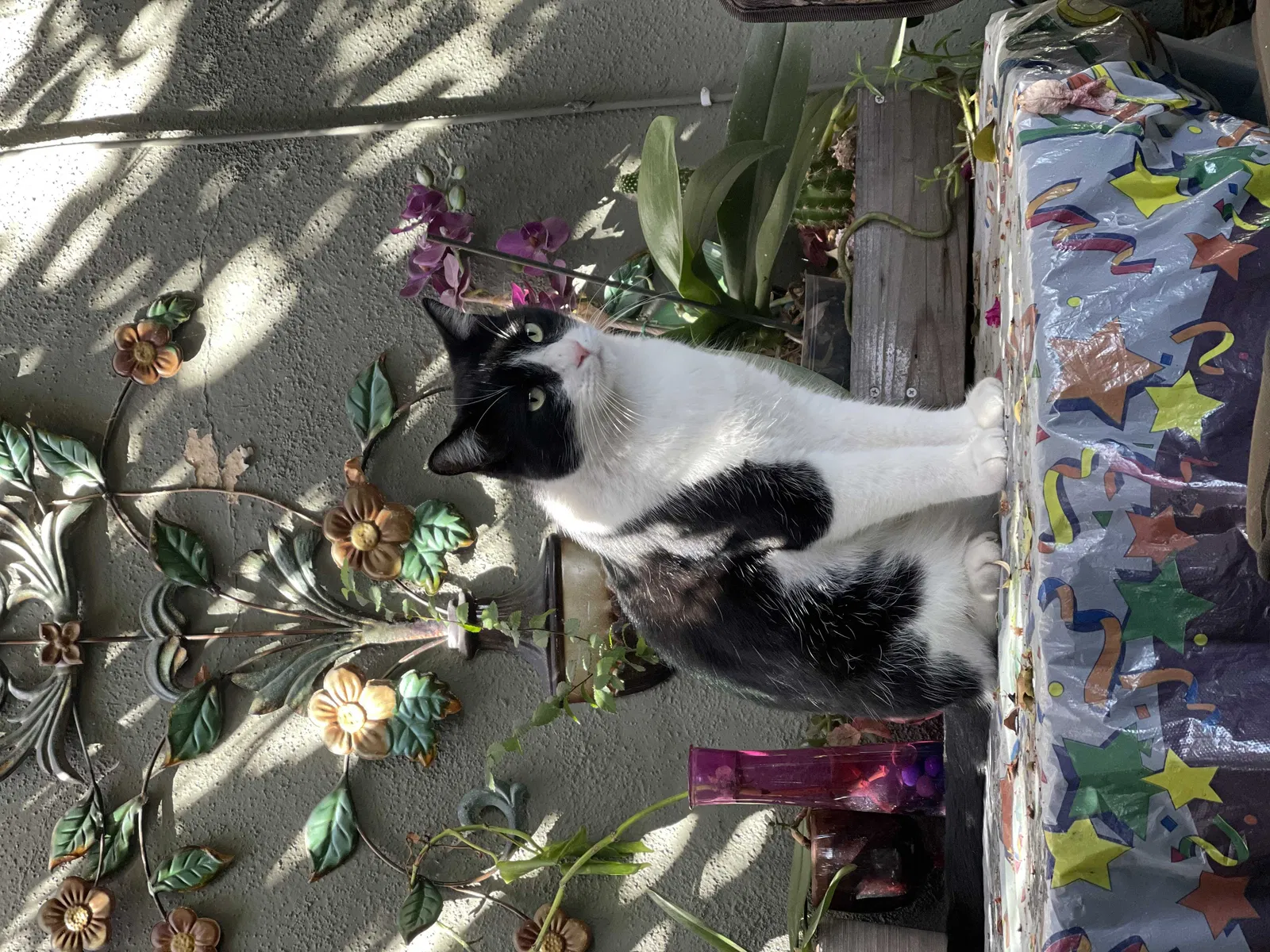 Lost cat in Los Angeles, CA, 90019