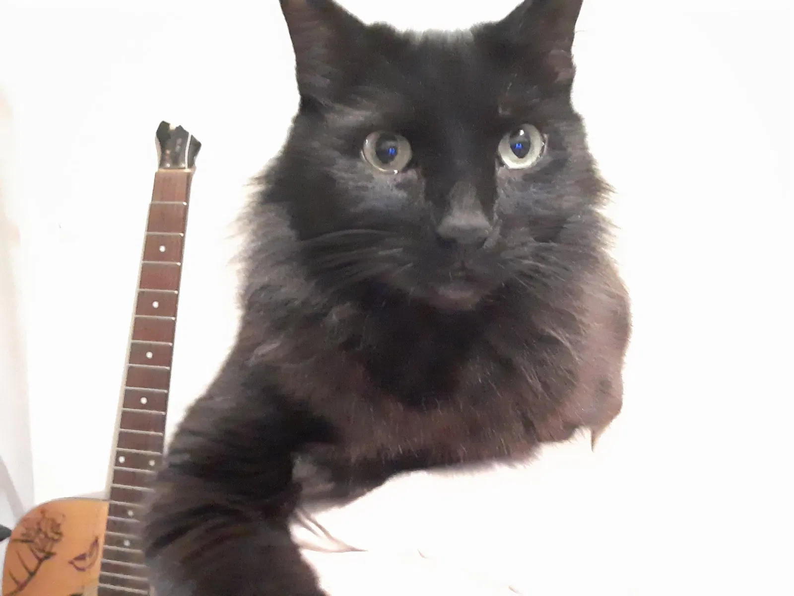 Lost cat in Jasper, GA, 30143