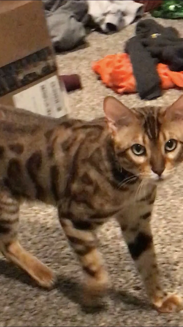Lost cat in Crossville, TN, 38558