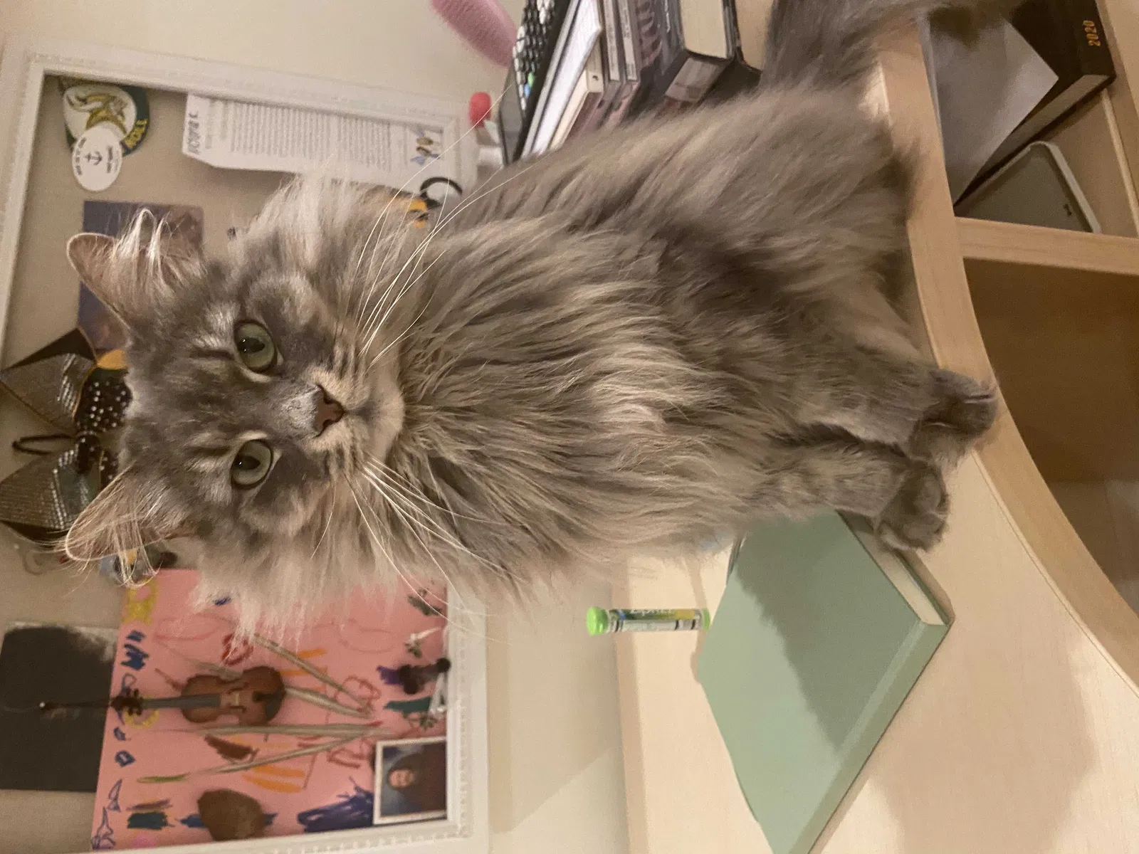 Lost cat in Rolling Meadows, IL, 60008