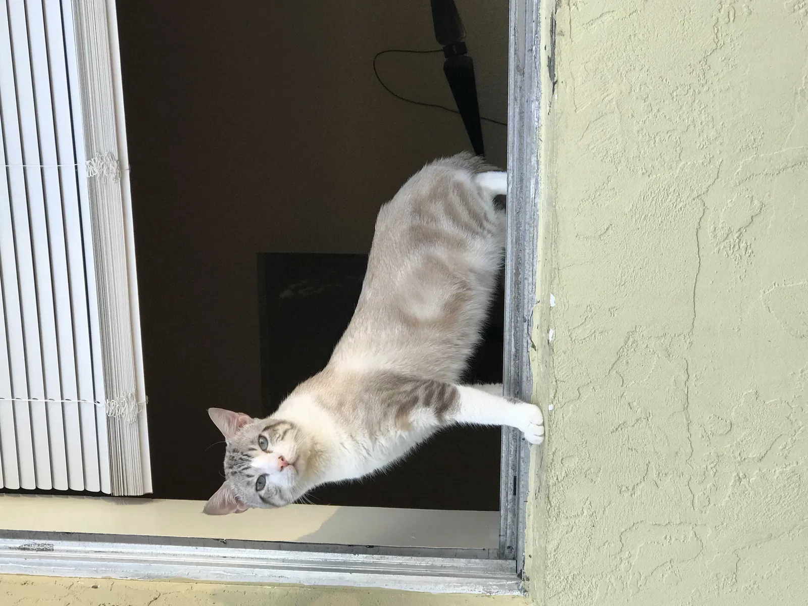 Lost cat in Lake Worth, FL, 33460