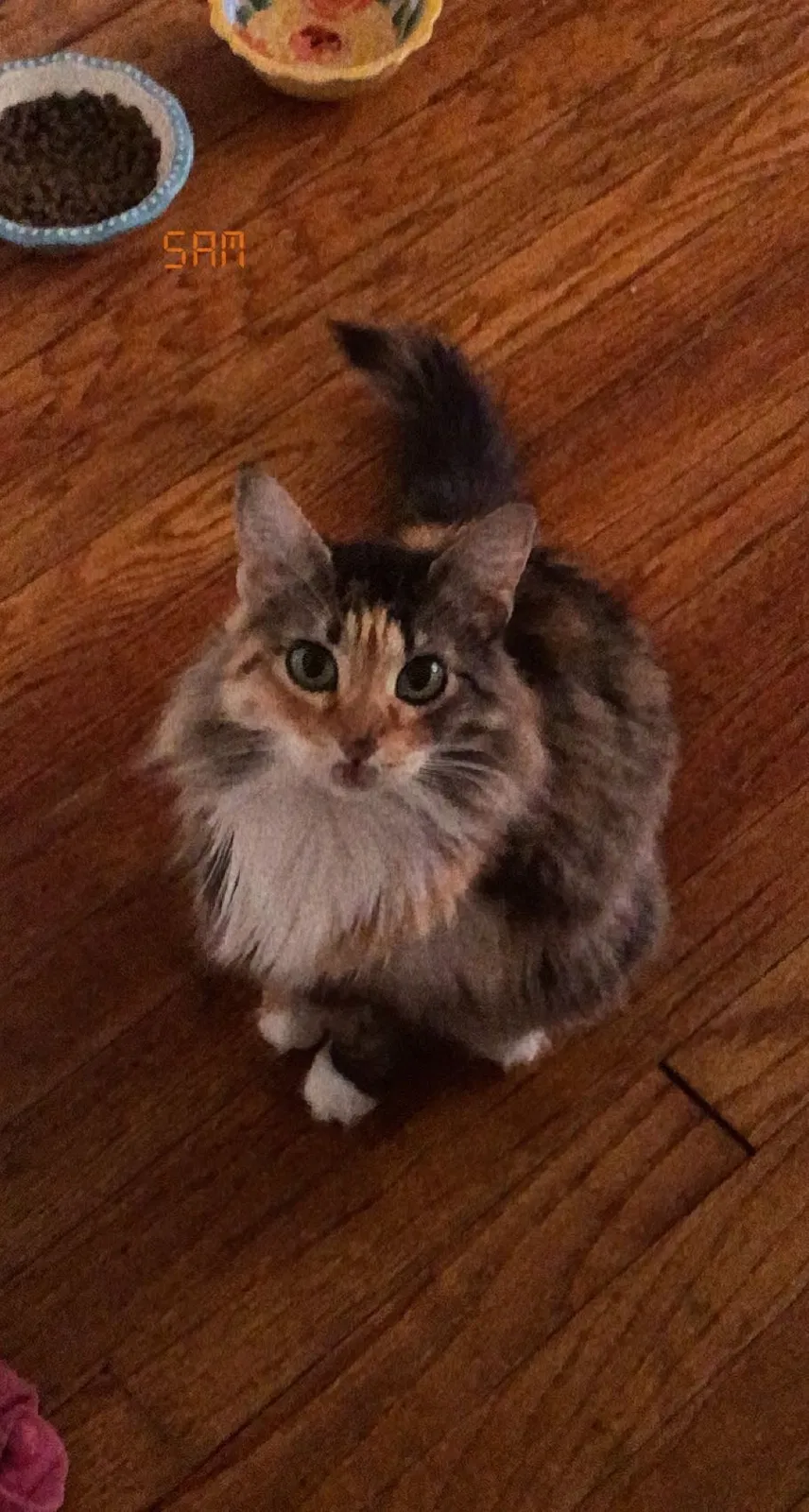 Lost cat in Lafayette, LA, 70506