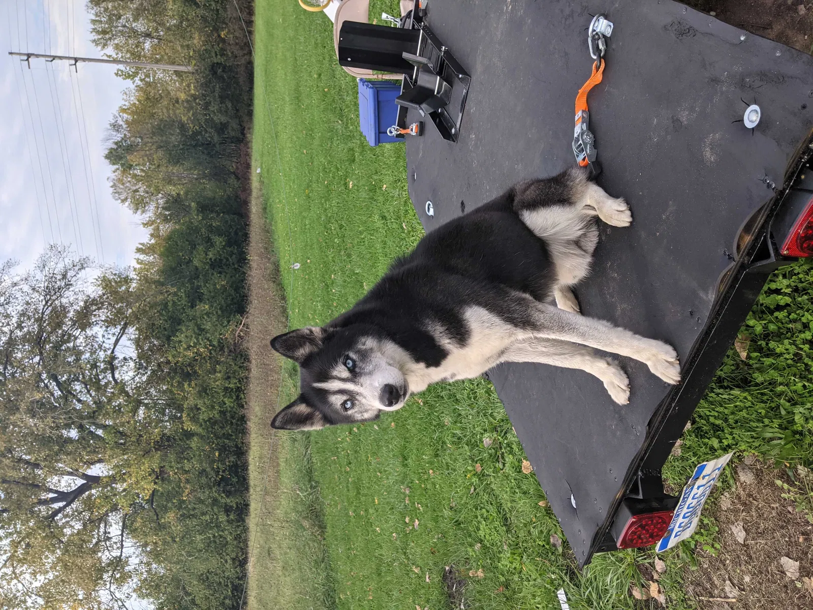 Lost dog in Saginaw, MI, 48601