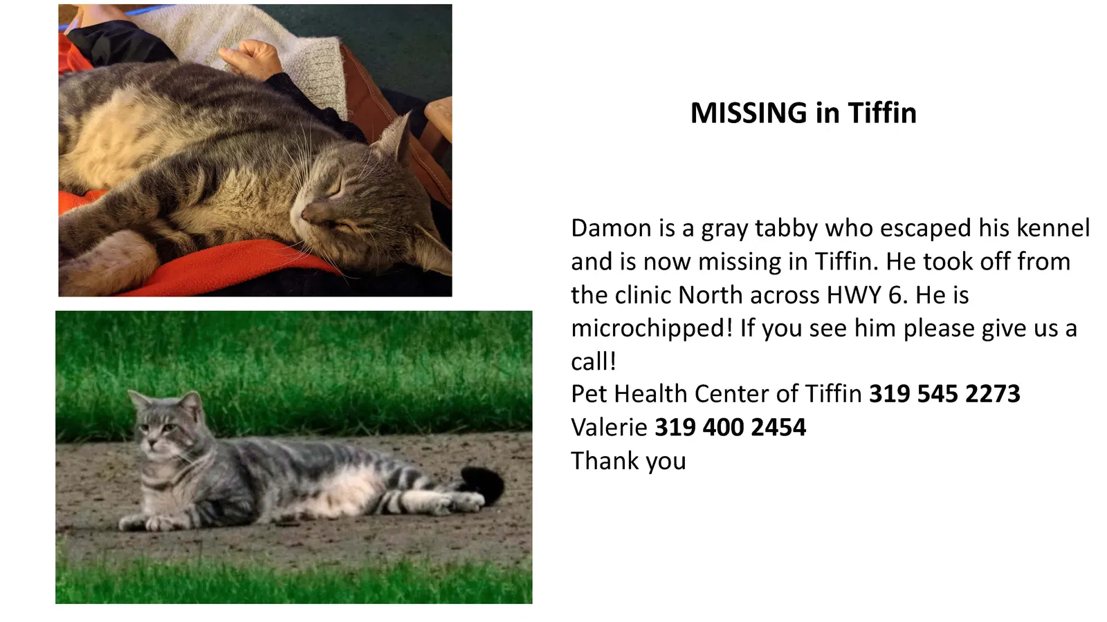Lost cat in Tiffin, IA, 52340