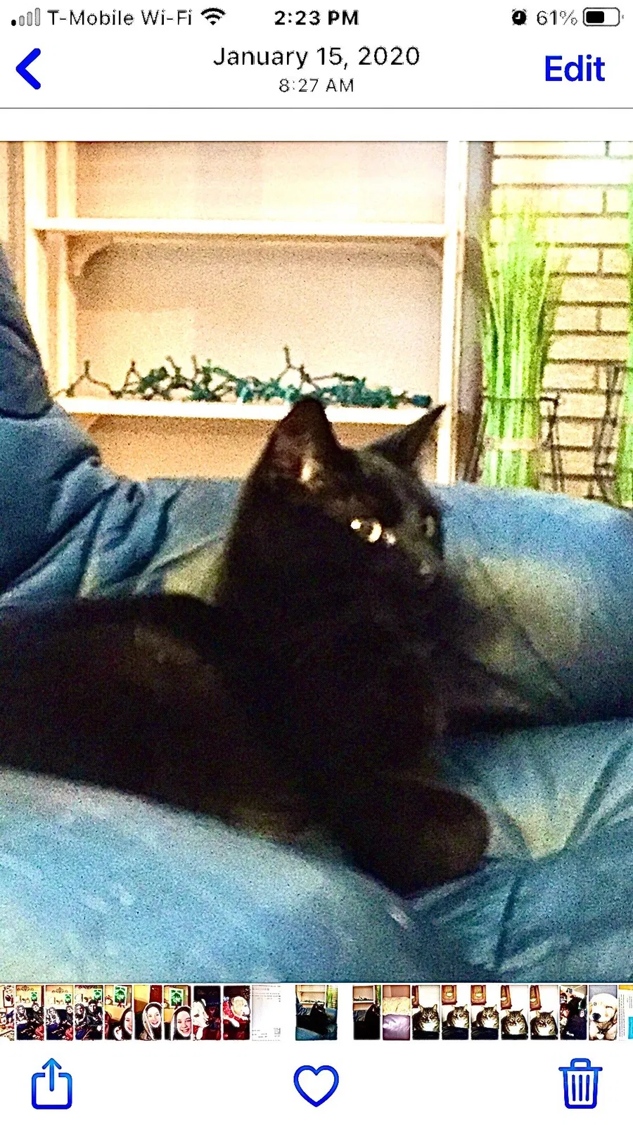 Lost cat in Minneapolis, MN, 55420