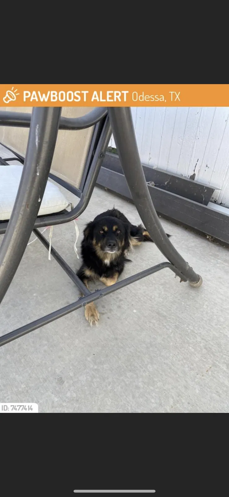 Found dog in Odessa, TX, 79761