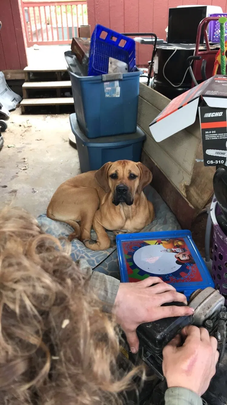 Lost dog in Nashville, TN, 37211