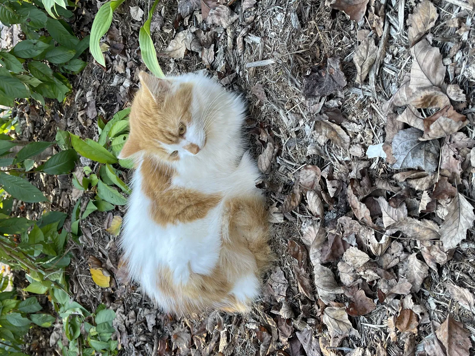 Found cat in West Union, SC, 29696