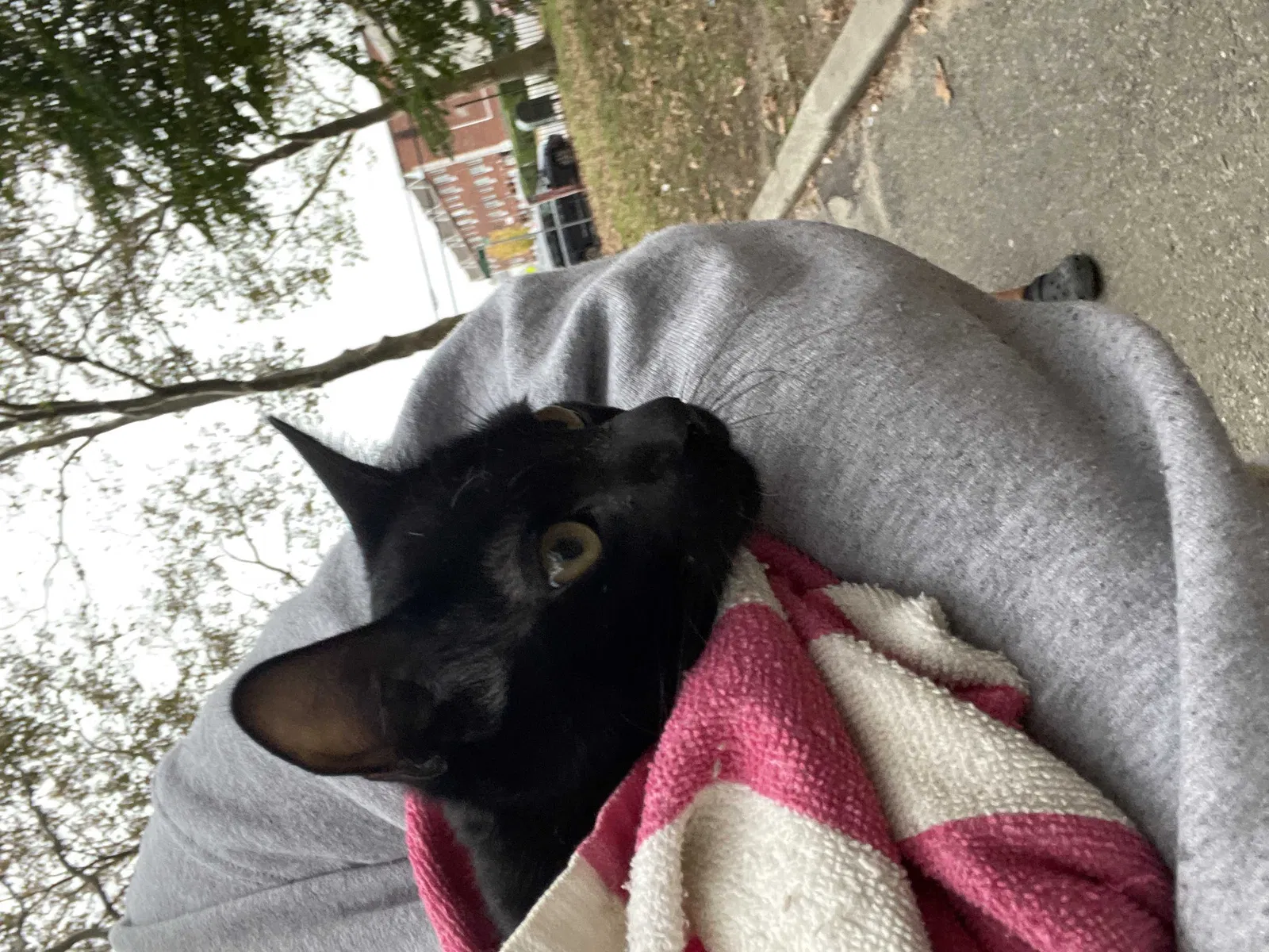 Found cat in Brooklyn, NY, 11208