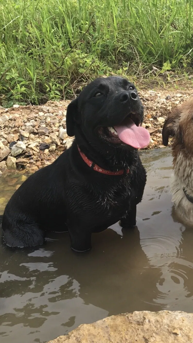 Lost dog in Eureka, MO, 63025