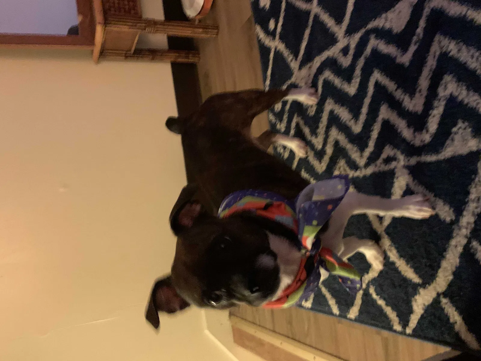 Lost dog in Beaufort, SC, 29906