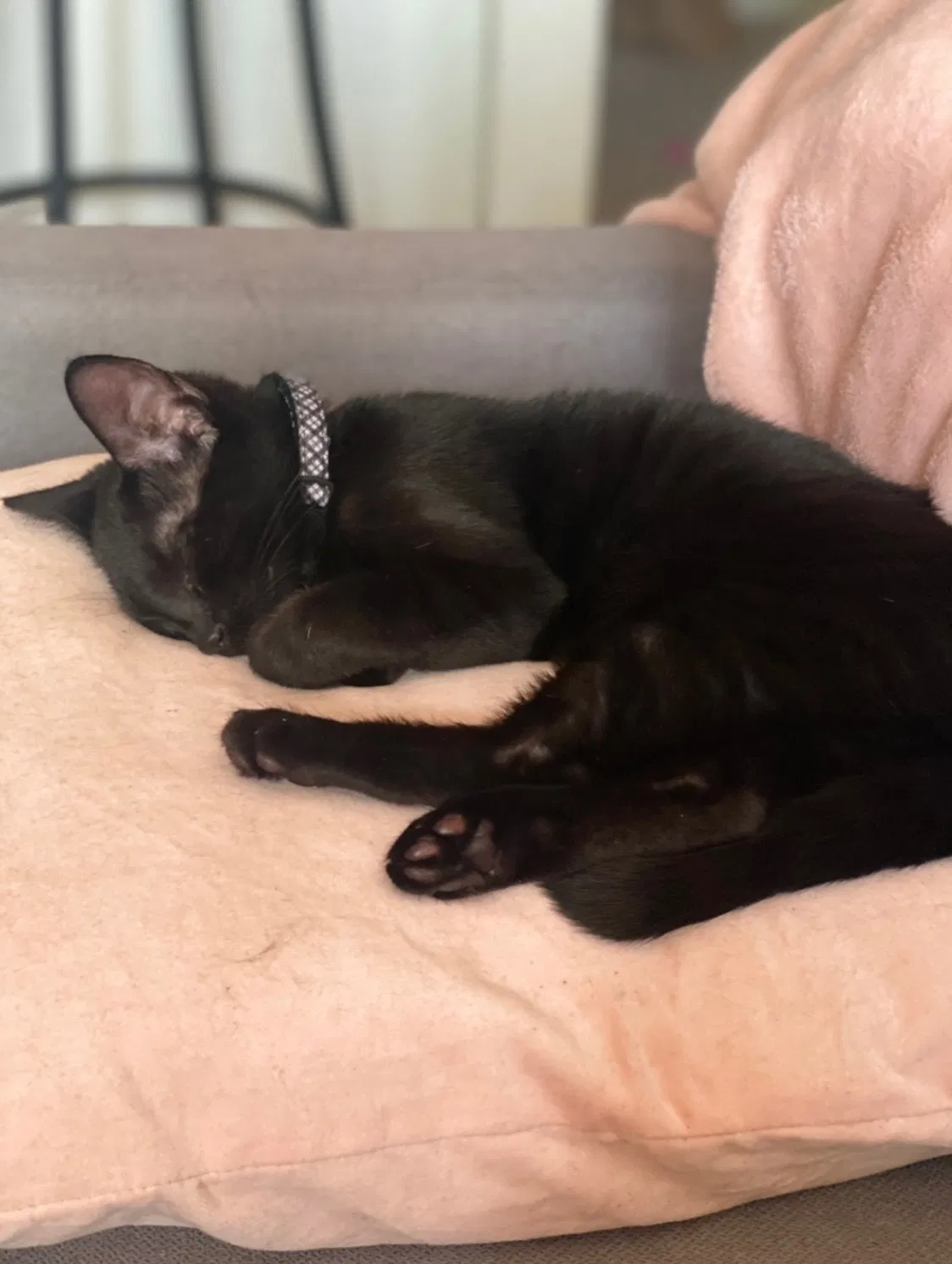 Lost cat in Union City, CA, 94587