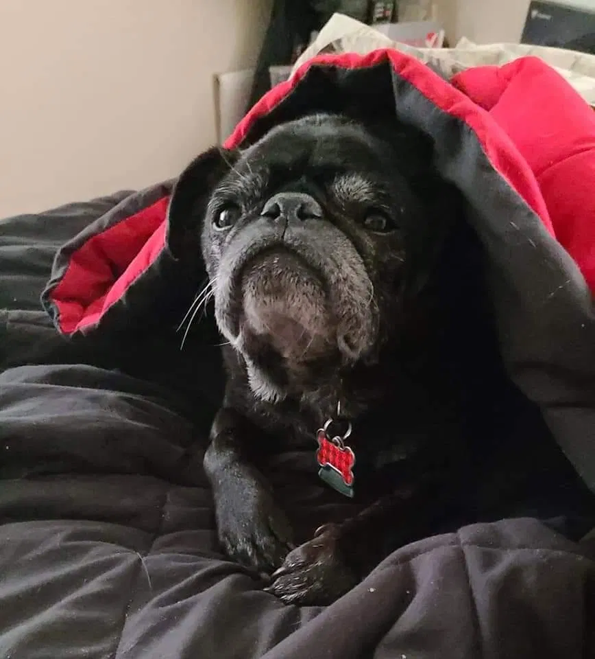 Lost dog in Jonesboro, AR, 72401