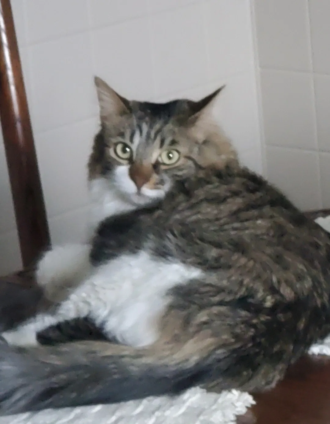 Lost cat in Pine Bush, NY, 12566