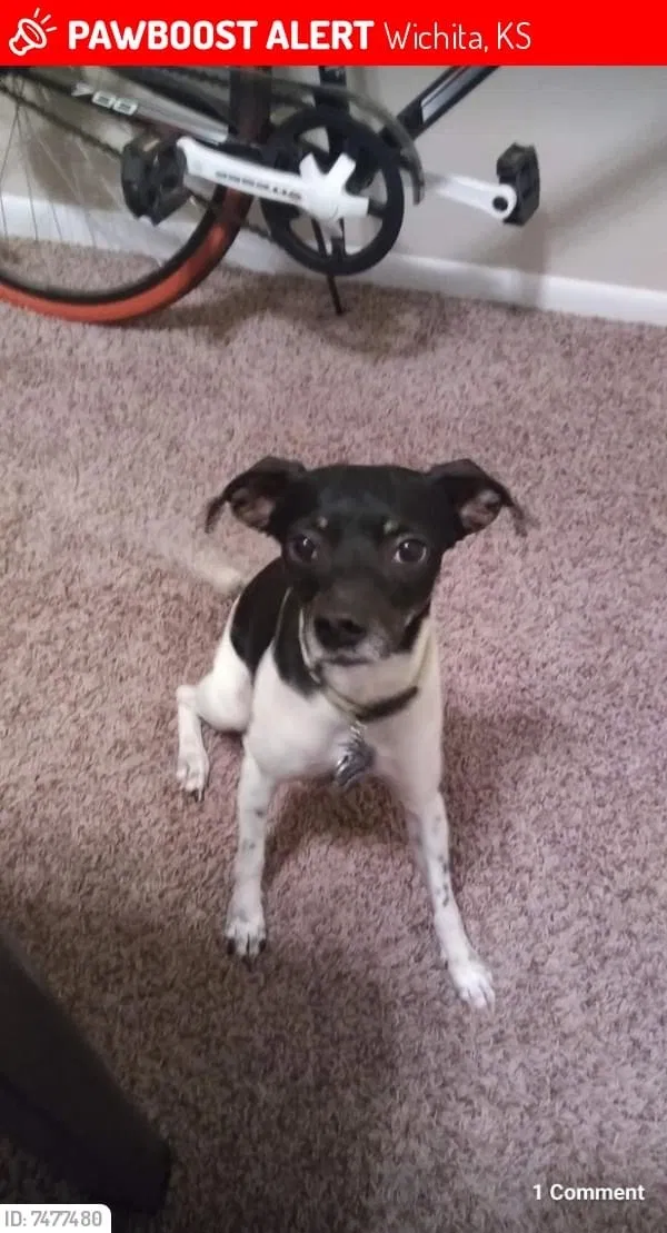 Lost dog in Wichita, KS, 67211
