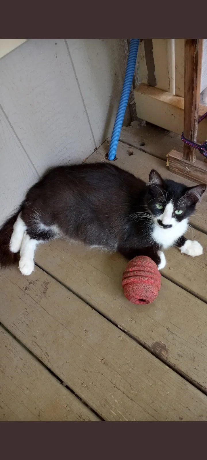 Lost cat in Cleveland, GA, 30528