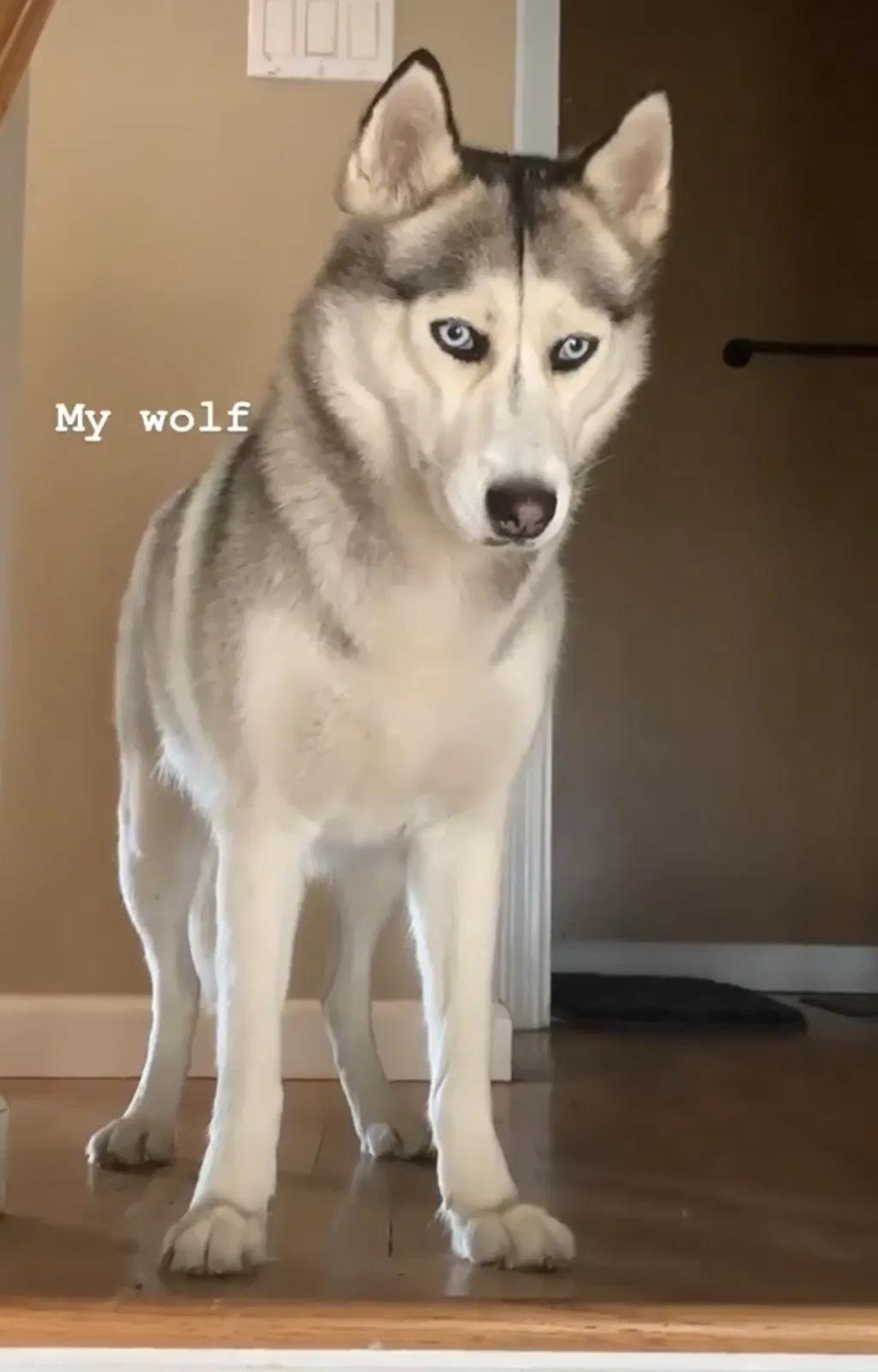 Lost dog in Bridgeport, CT, 6606