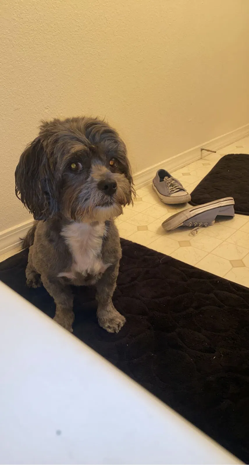 Lost dog in Albuquerque, NM, 87108