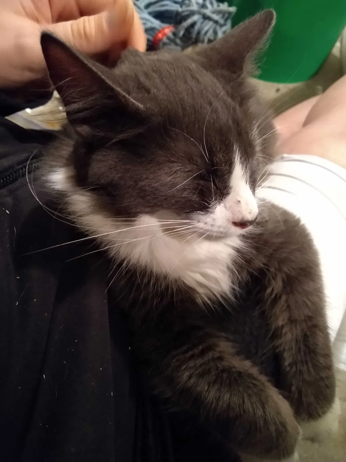 Found cat in Spring Lake, NC, 28390