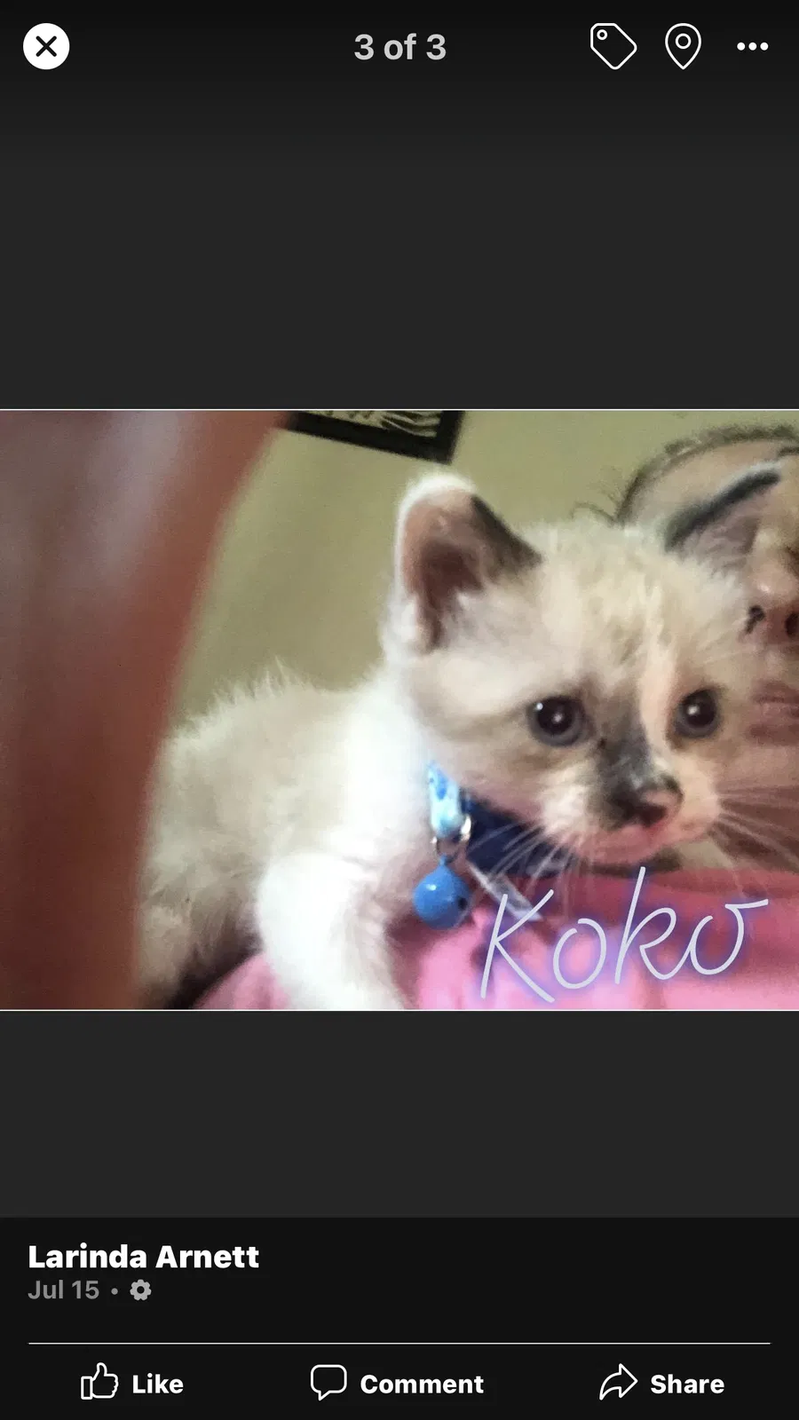 Lost cat in Kokomo, IN, 46901