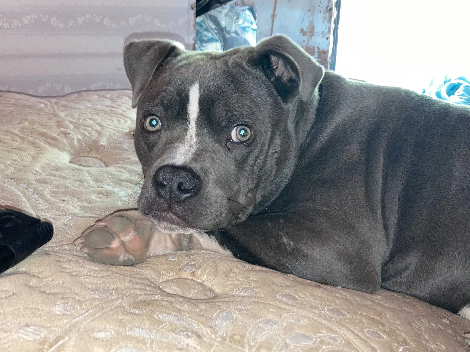 Lost dog in Norfork, AR, 72658