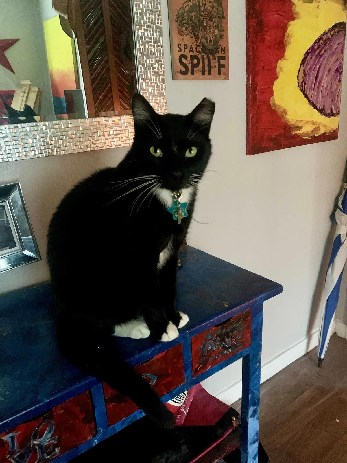 Lost cat in Tulsa, OK, 74133