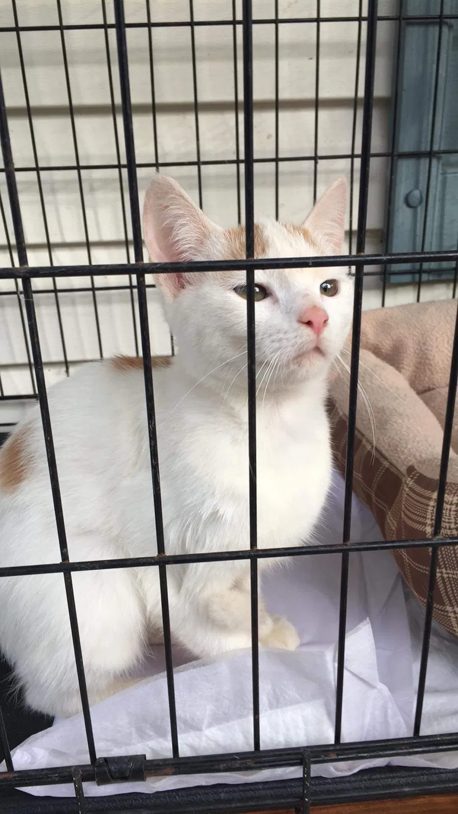 Found cat in Asheboro, NC, 27203