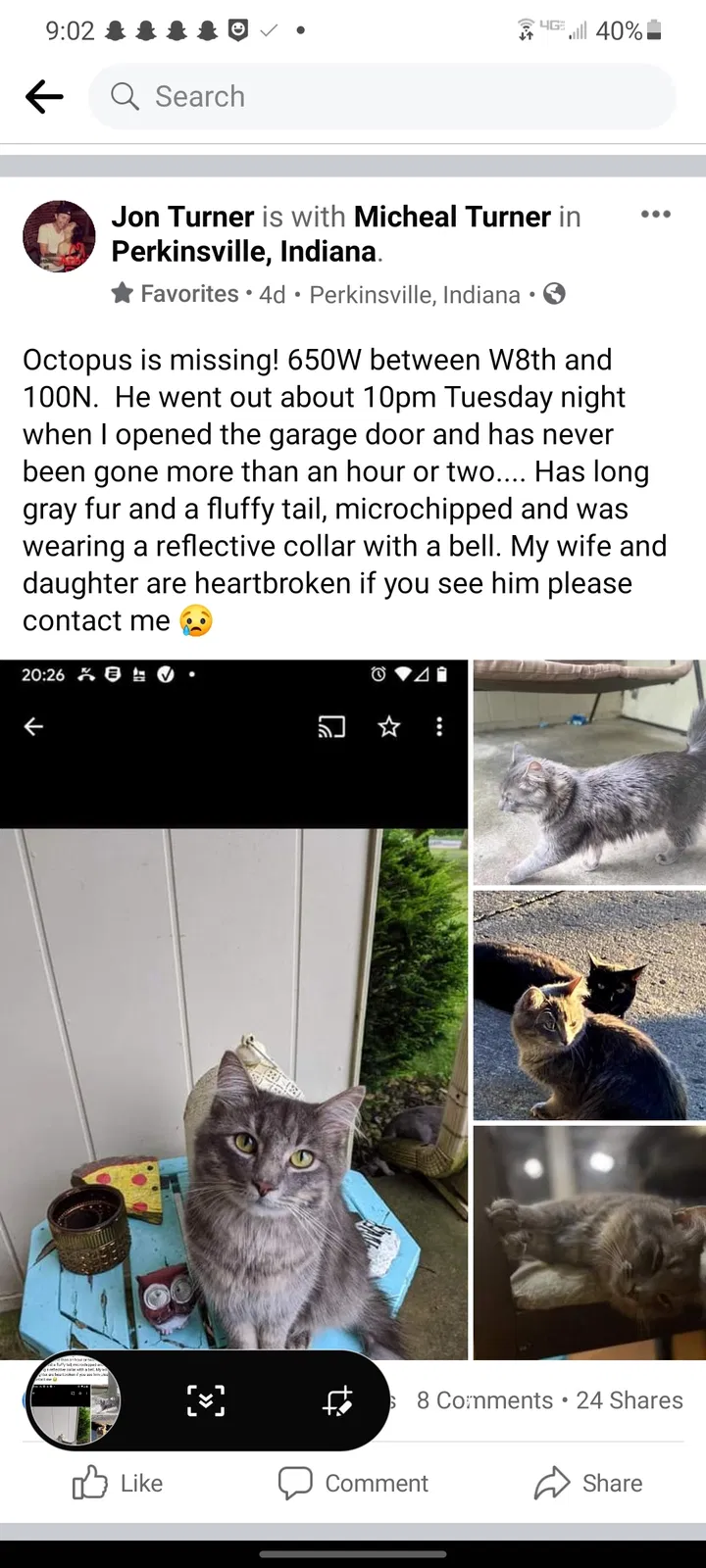 Lost cat in Anderson, IN, 46011