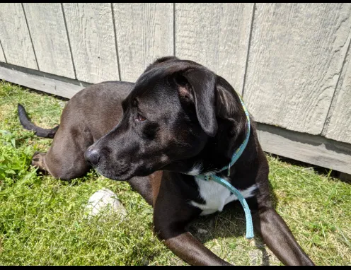 Lost dog in Indianapolis, IN, 46219