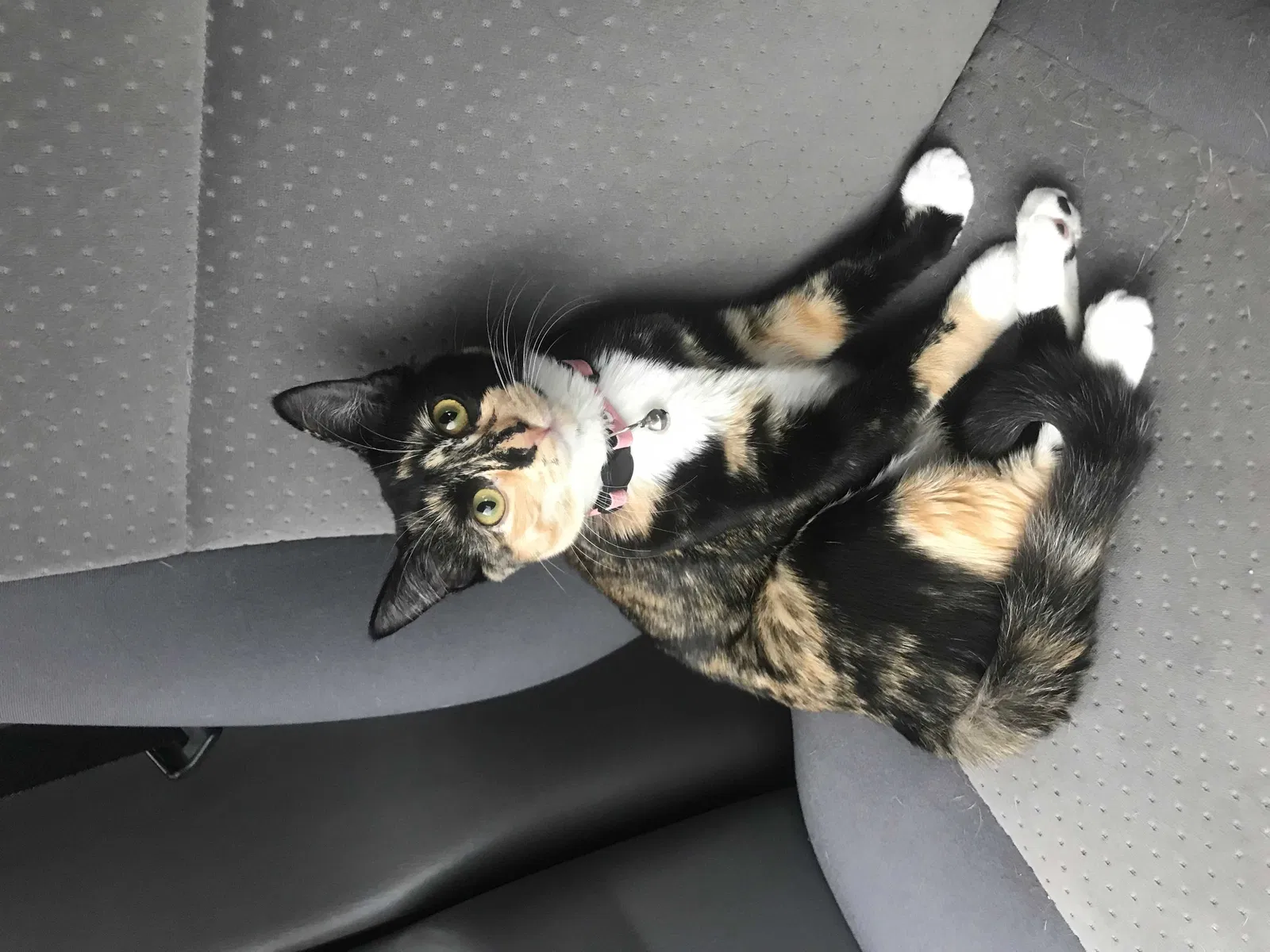Lost cat in Renton, WA, 98059
