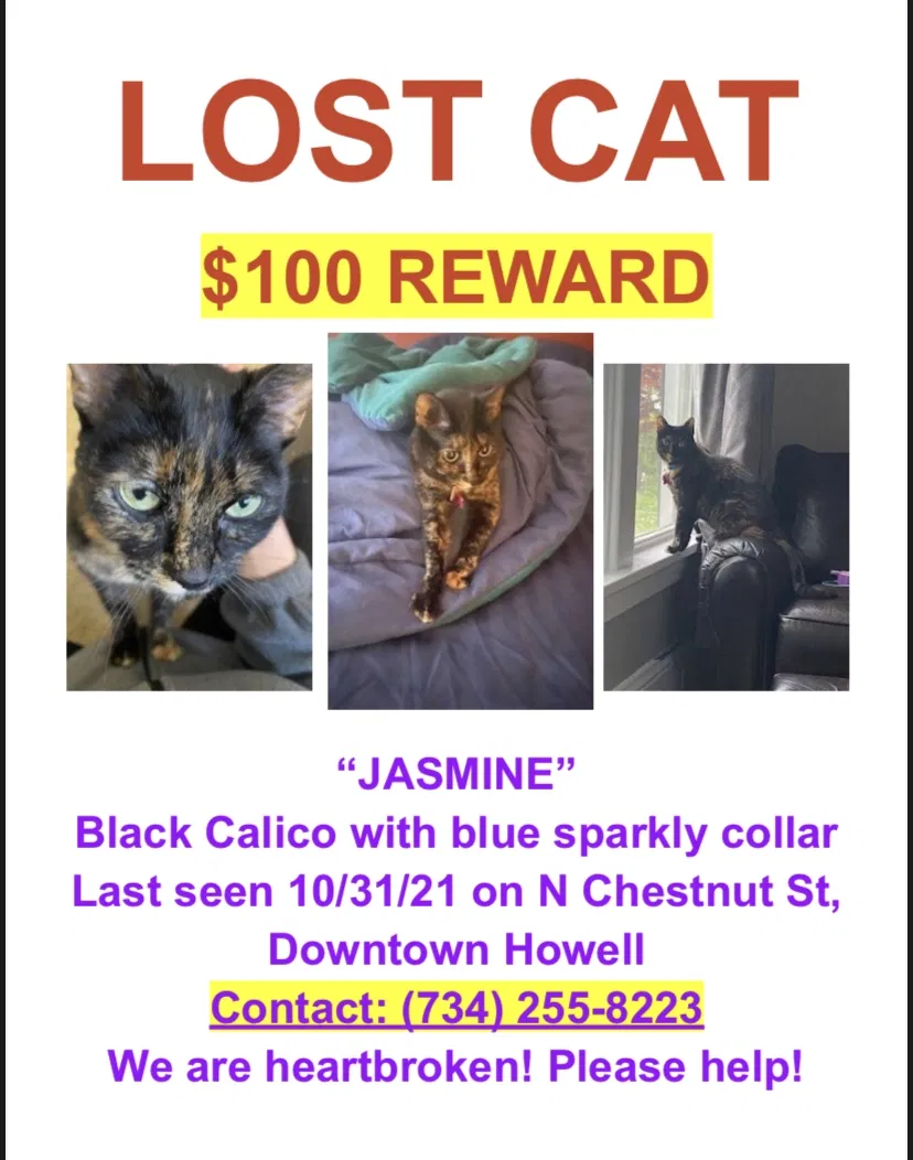 Lost cat in Howell, MI, 48843