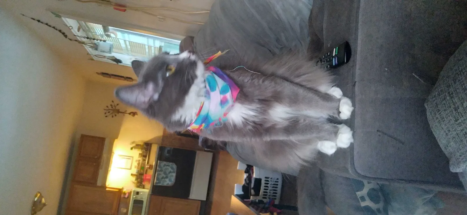 Lost cat in Derry, NH, 3038