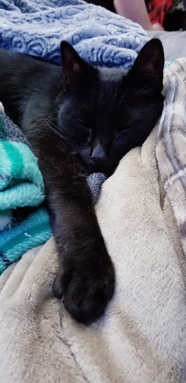 Lost cat in Redmond, WA, 98052