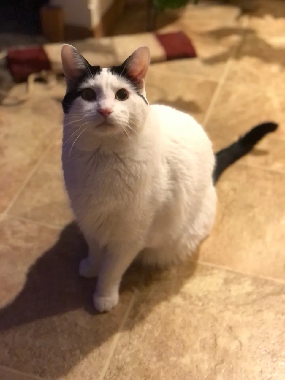 Lost cat in Springfield, MO, 65802