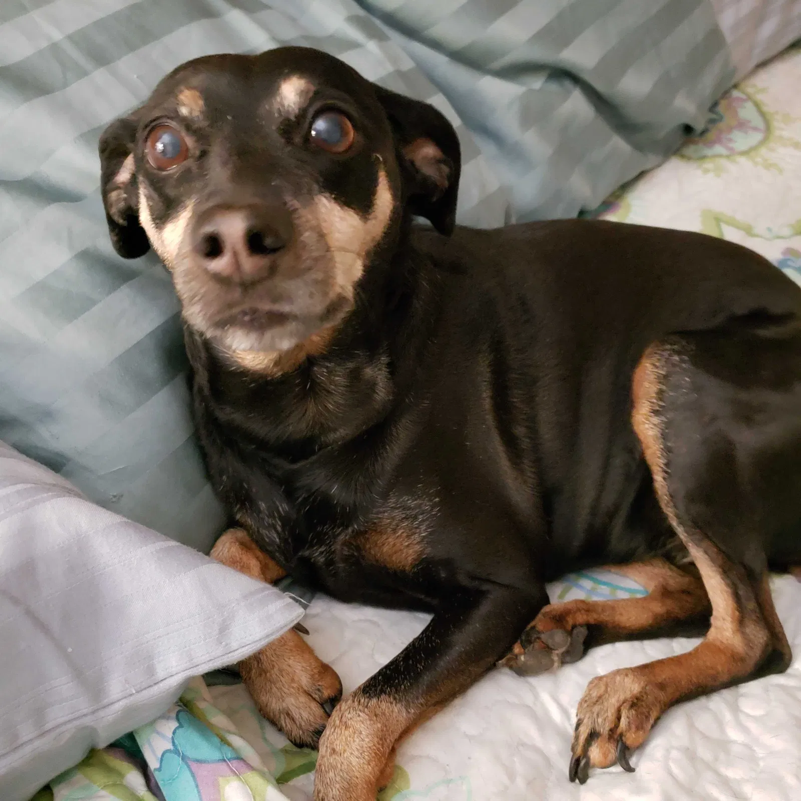 Lost dog in Wyoming, MI, 49509