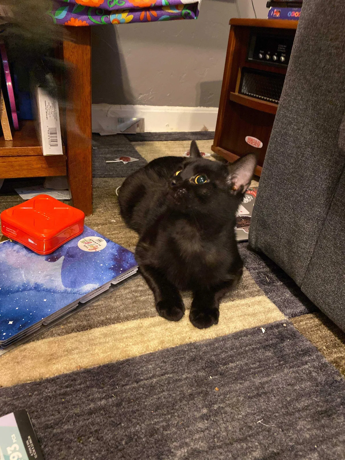 Lost cat in Worcester, MA, 1610