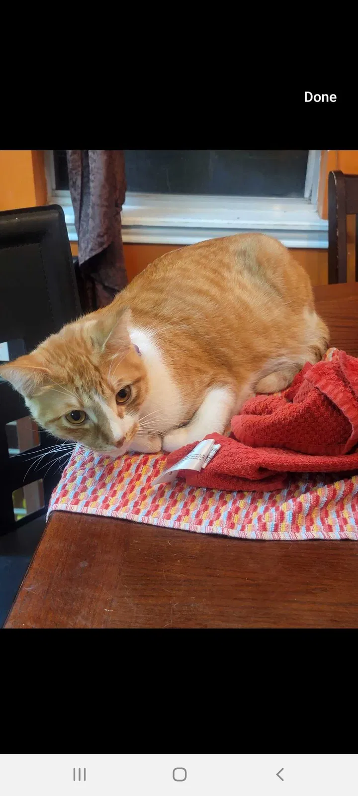 Lost cat in Corpus Christi, TX, 78414