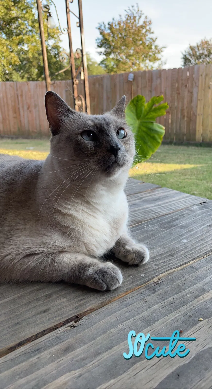 Lost cat in Lancaster, TX, 75146