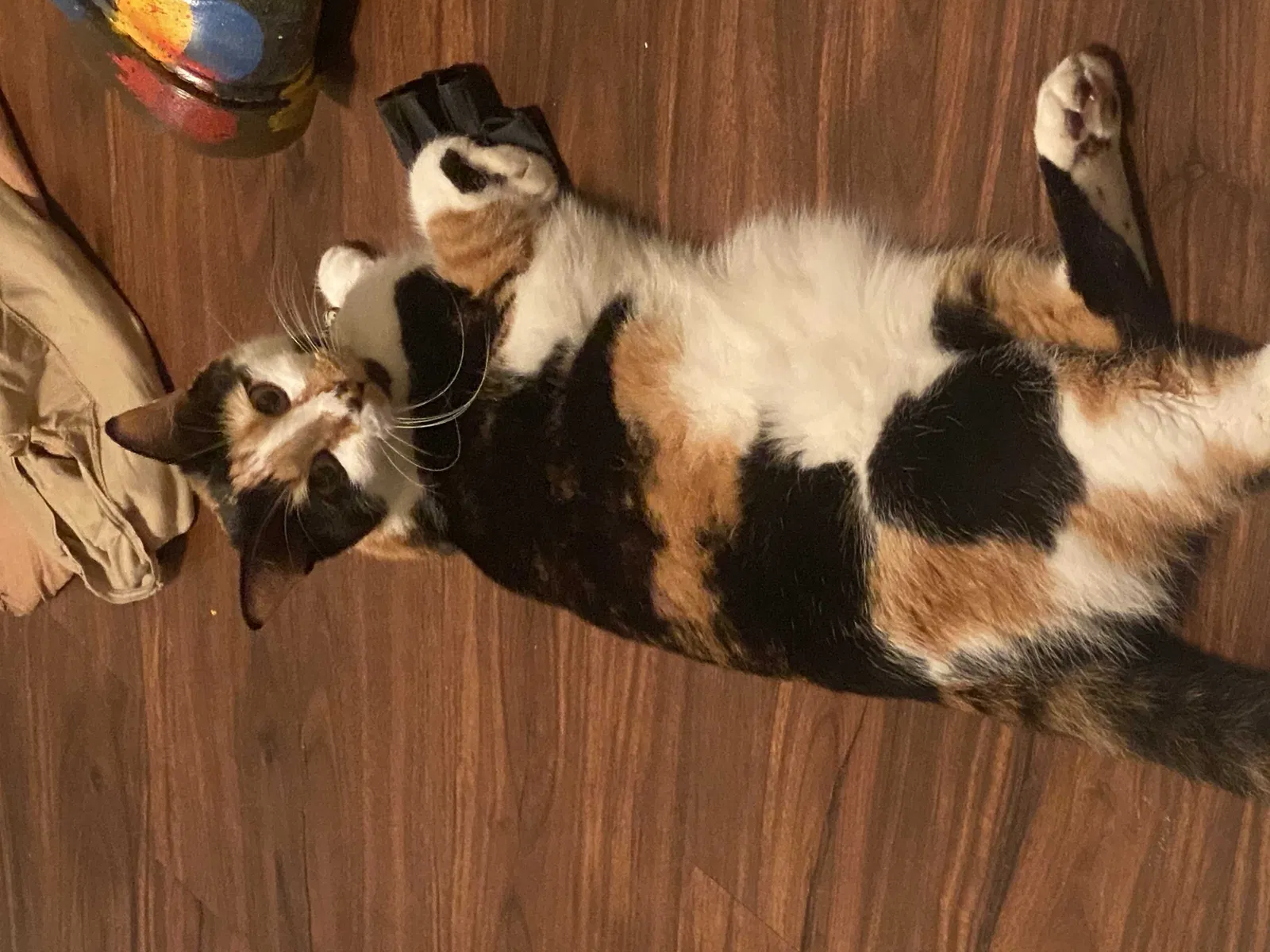 Lost cat in Charlotte, NC, 28205