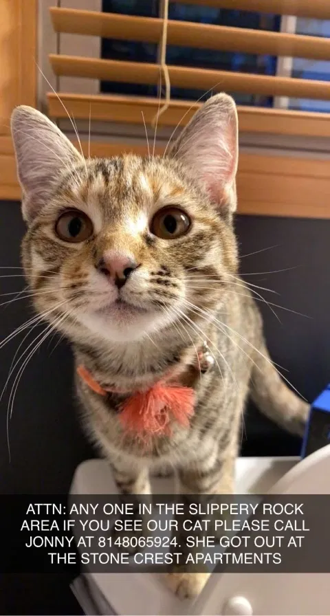 Lost cat in Slippery Rock, PA, 16057
