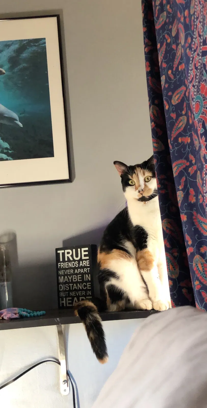 Lost cat in Charlotte, NC, 28205