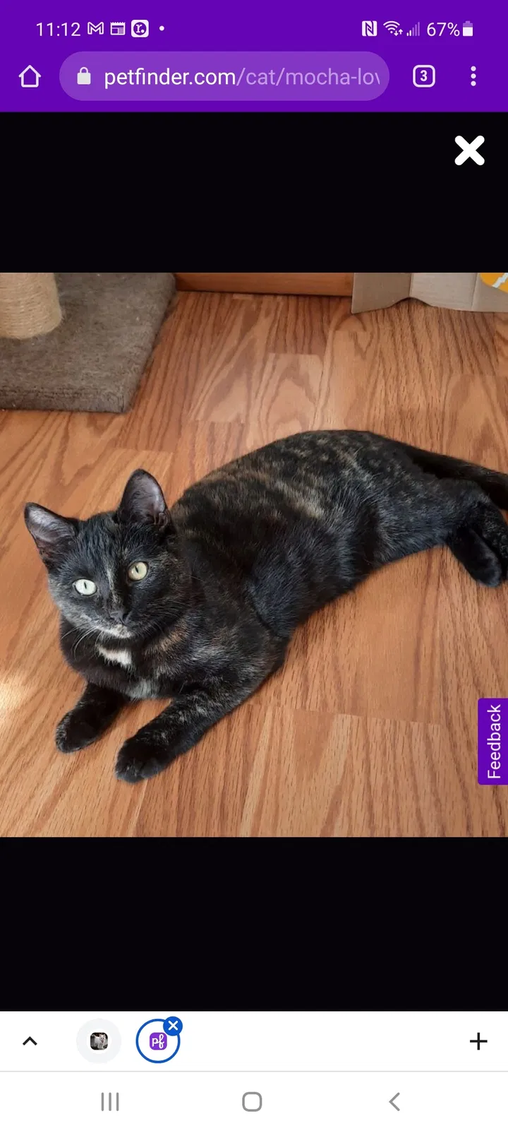 Lost cat in New Oxford, PA, 17350