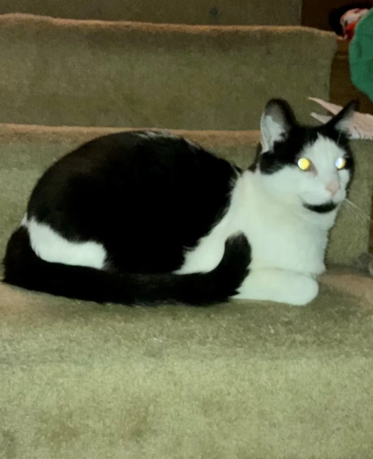 Lost cat in Mchenry, IL, 60051