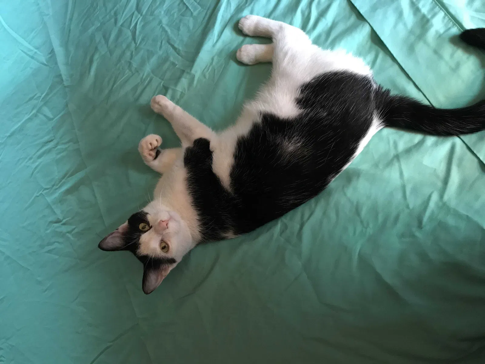 Lost cat in Minneapolis, MN, 55423
